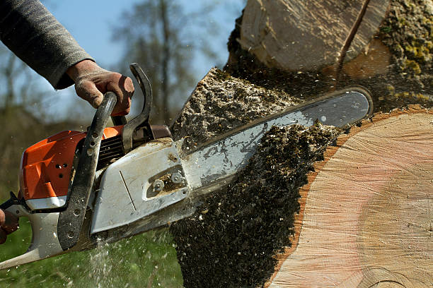 Best Tree Trimming Near Me  in Salem, WV